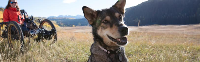 dog in field with recumbent bike rider