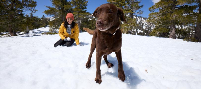 A woman sitting in snow with a dog