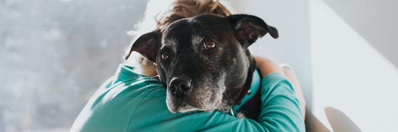 A person holding a dog