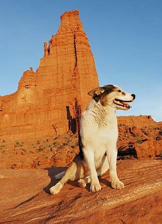 A dog sitting in front of a tall rock