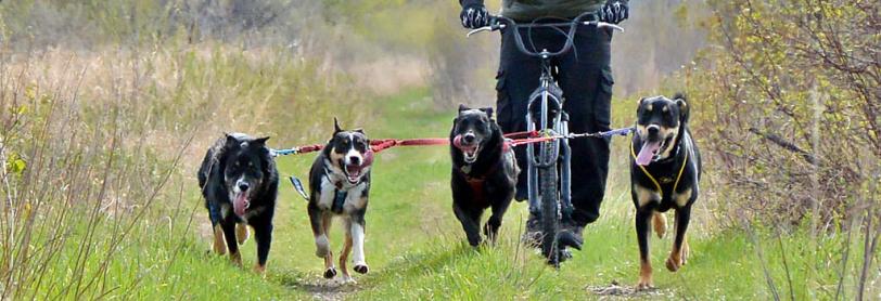 Bikejoring with four dogs on a trail 