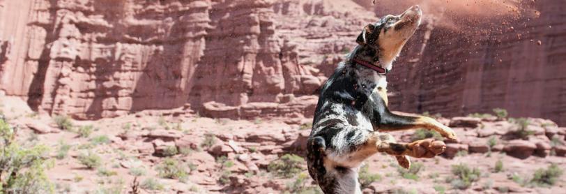 A dog jumping in the air