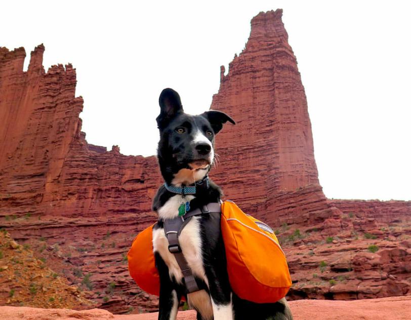 dog wearing a backpack in fishers towers Moab