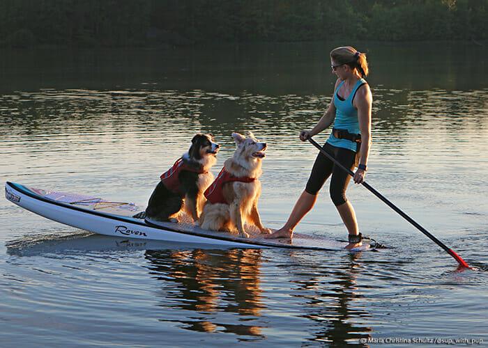 A woman on a paddle board with two dogs