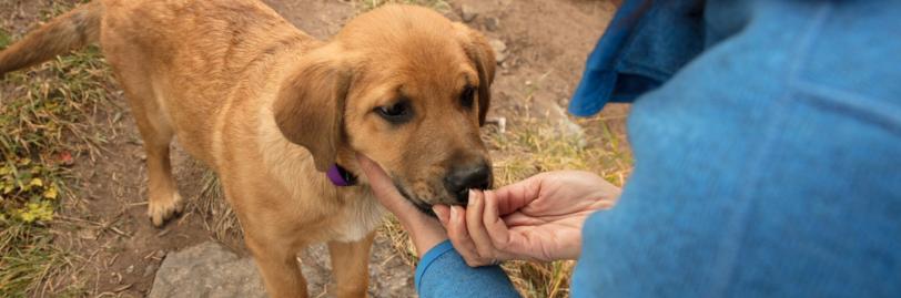 Woman feeding a puppy a treat. 