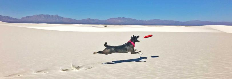 Dog running in sand trying to catch a frisbee in mouth. 