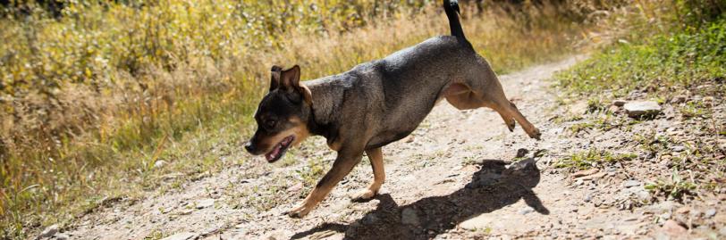 Image of a dog running on a trail