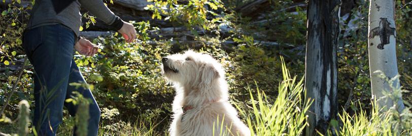 Image of a dog sitting and waiting for a treat