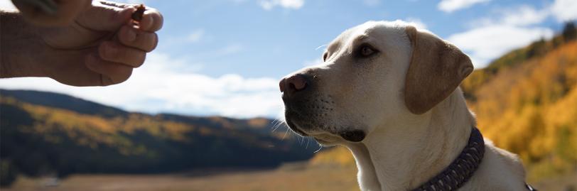 yellow lab outside receiving a treat from a person