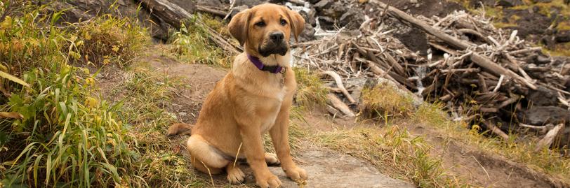 A puppy sitting on a trail