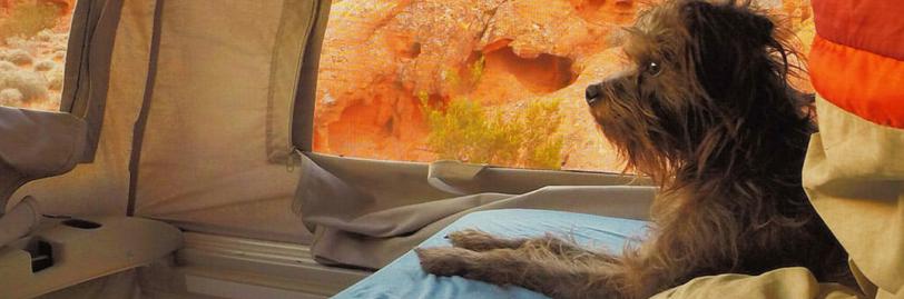 A dog sitting on a bed in a tent