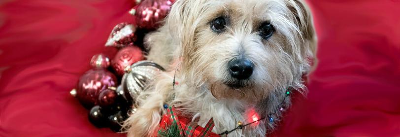 A dog with ornaments around its neck