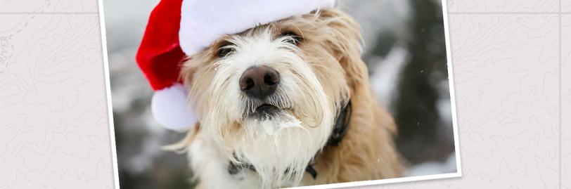 A dog sitting with a Santa hat on his head