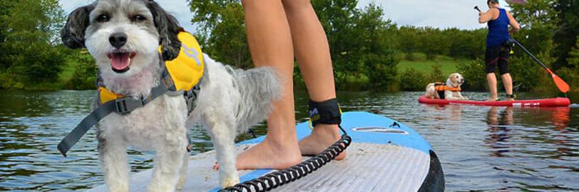 A dog and a person on a paddleboard