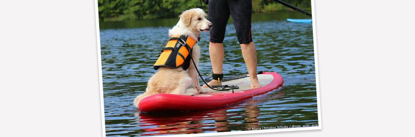 Yellow dog on paddleboard with human