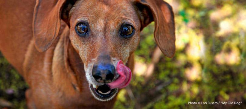 A small brown dog with a white muzzle looking at the camera with it’s tongue out.