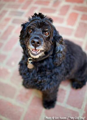 A small black dog sitting and looking at the camera.