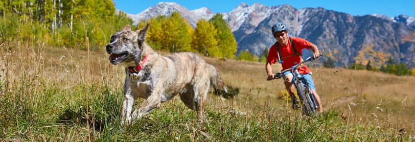 A dog running on a trail with a man biking behind the dog with mountains in the background. 