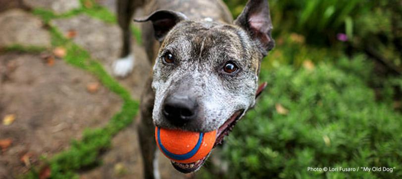 A small dog with a gray face and a ball in it’s mouth looking at the camera. 