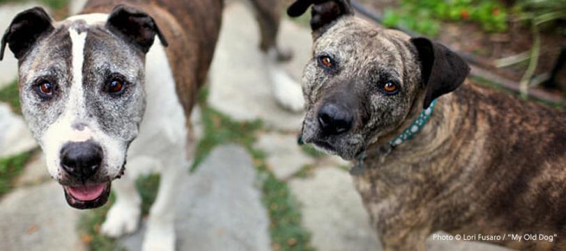 Two older dogs standing text to each other and looking at the camera.