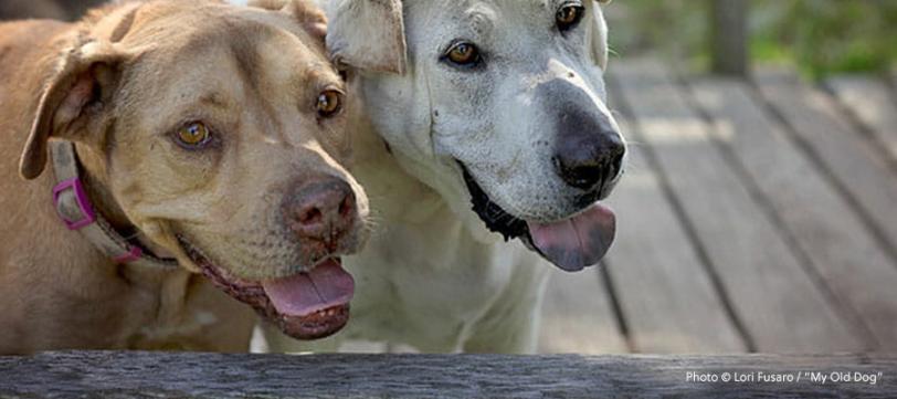 Two dogs standing next to each other by a fence and looking out.