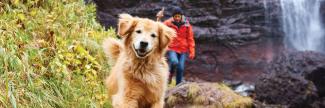 Dog and woman on a hiking trail 