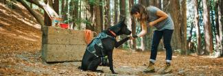 Woman training a sitting puppy 