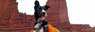 A dog wearing a backpack