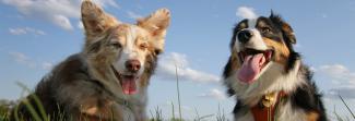 Two dogs with their mouths open laying in a field 