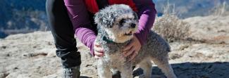 A small dog the arms of a woman hugging dog visible. 