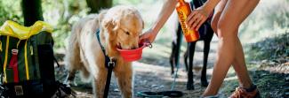 A dog drinking out of a portable water bowl on a hike. 