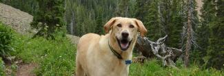 Image of a dog on a hiking trail with a big smile. 