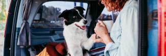 A dog and person sitting on the back hatch of a car