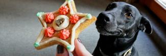 A gingerbread cookie with a dog sitting below it