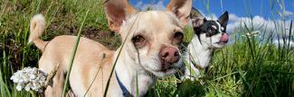 Two dogs in a field