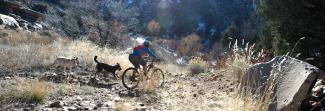 Two dogs running behind a person on a mountain bike on a trail in the mountains. 