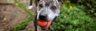 A photo of a dog with a gray muzzle and a ball in their mouth looking at the camera. 